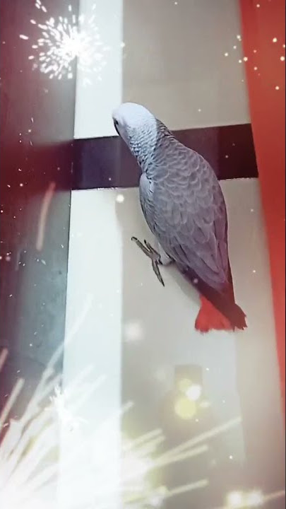 #GreyParrot #TikTok18