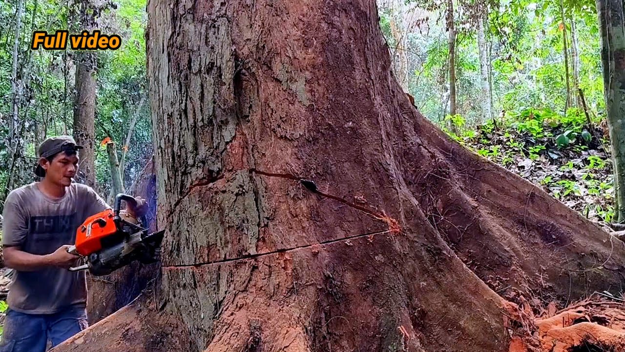 Lebih Dari Satu abad‼️Meranti Merah Kalimantan,!! Satu minggu penuh || Menebang dan mengolah