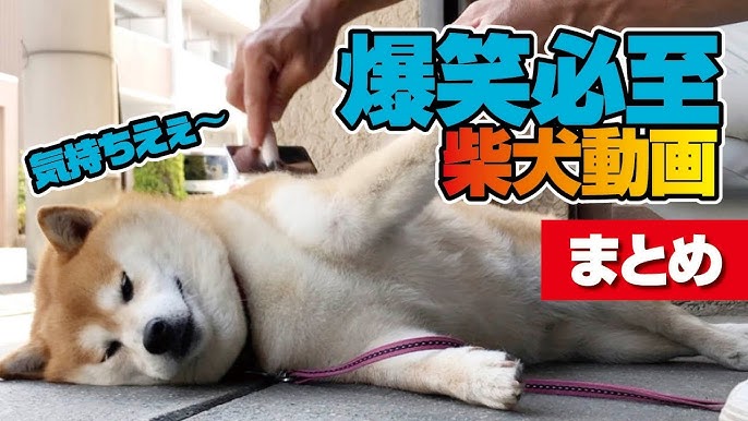 大爆笑 面白いと可愛いの大渋滞 柴犬動画集 Youtube