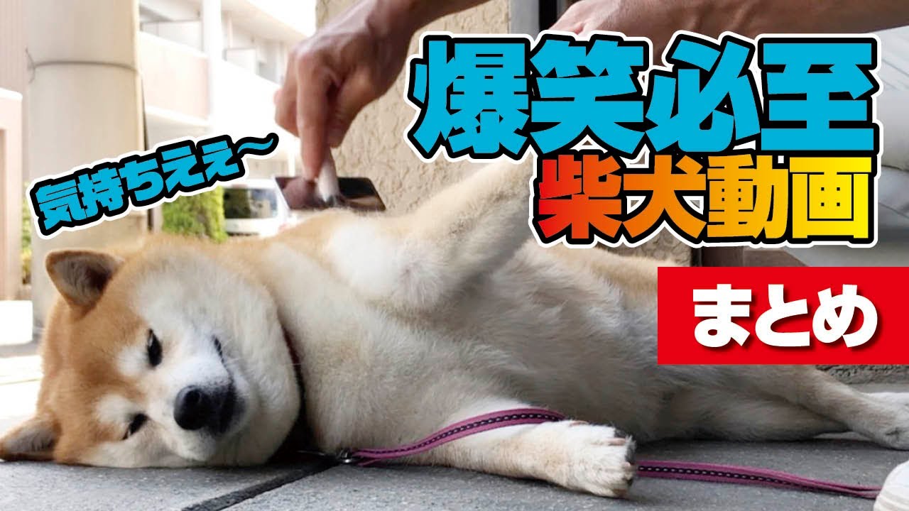 大爆笑 面白いと可愛いの大渋滞 柴犬動画集 Youtube