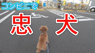 ママがコンビニに行くだけで心配そうに待つ犬が可愛いw【トイプードル】
