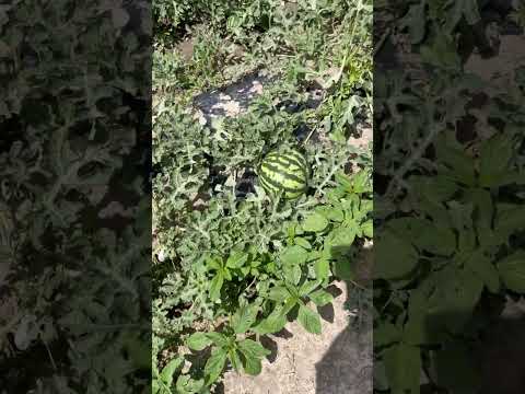 We Re Seeing More Watermelon Coming Up