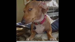 Türkiyenin E-okul fotosu