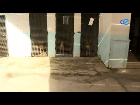 La Protectora de Animales necesita espacio para alojar a los animales durante la obra