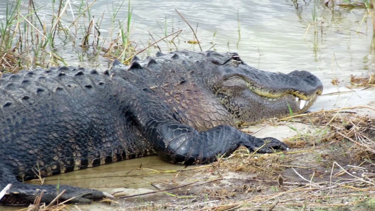 camera iphone 8 plus apk VISIT VIERA WETLANDS