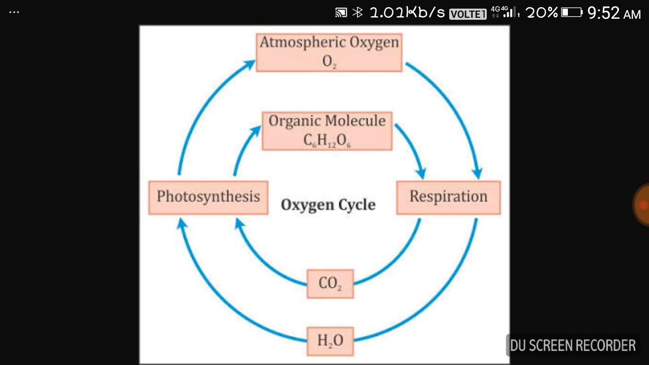 Oxygen Cycle - YouTube