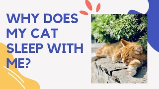 Why Does My Cat Sleep with Me? 4 Reasons You’ll Love to Know by Pets Lovers 2 views 2 years ago 1 minute, 47 seconds