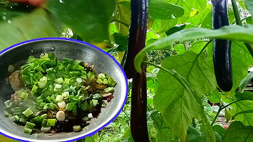 EGGPLANT RECIPE OF ILOCANOS THAT MAKE YOUR MIND GREEN IF YOU'RE A FILIPINO! | PUKI-PUKI!