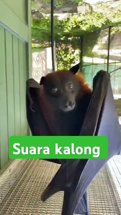 #short  suara kalong wujud nya lumayan besar