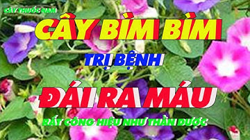 Cây Bìm Bìm Chữa Bệnh gì | Bệnh Tiểu Ra Máu