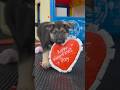Valentine's Puppy Playtime! ❤️