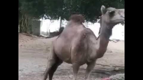 آداب تلاوة القرآن الكريم (10)الكتاب المسموع