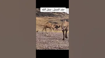 حقد الجمل على راعيه سبحان الله 