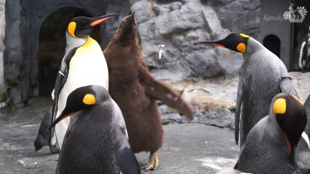 旭山動物園 突き飛ばされたキングペンギンヒナ39番 Youtube