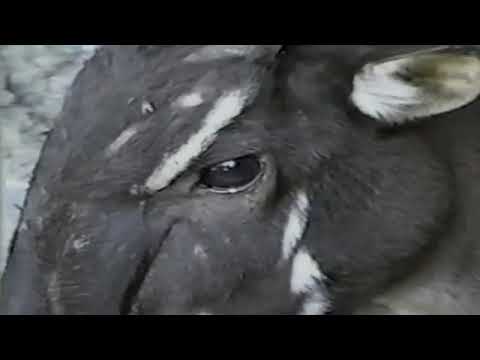 RAREST SAOLA VIDEO ON THE INTERNET