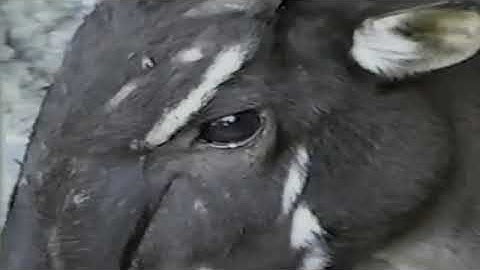 RAREST SAOLA VIDEO ON THE INTERNET