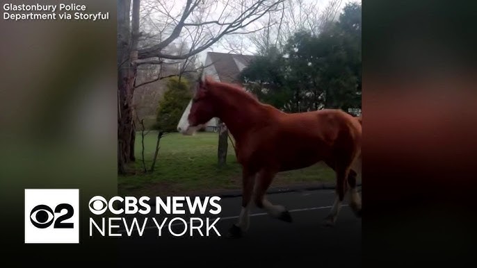 Video Shows Runaway Horse On Connecticut Street
