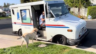 Labrador Retriever Reunites With Mail Lady After Disney World Trip #labradorretriever #dog #love