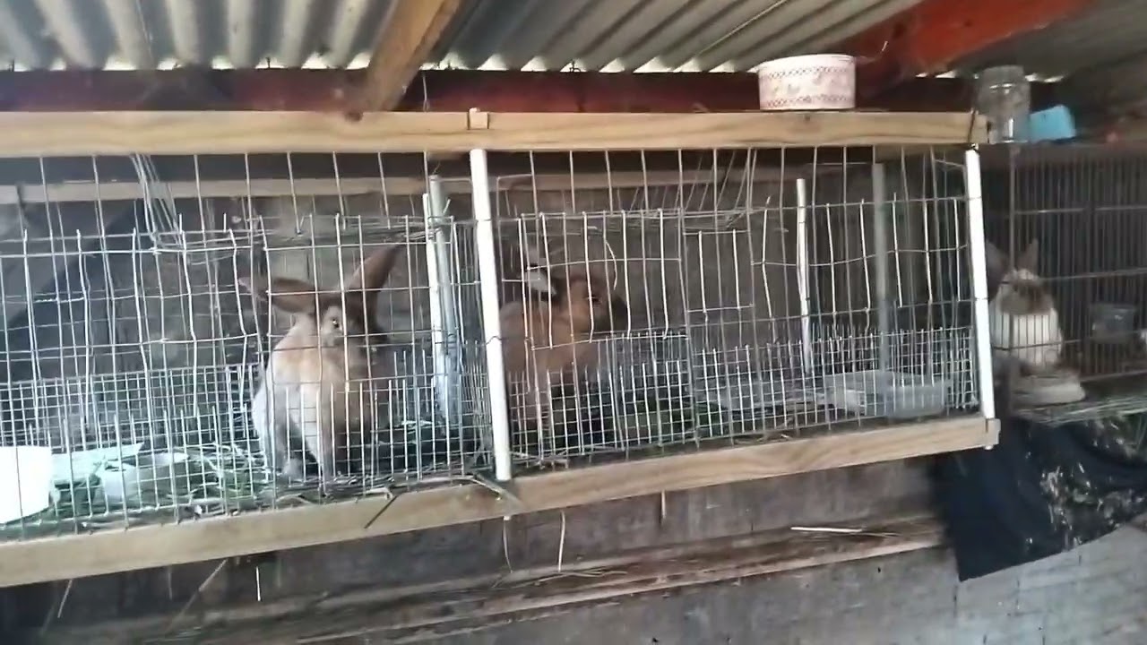 11 de novembro de 2025