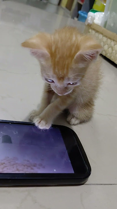 Serius banget nih Bonita #cat #cute #kitten #pets #catsofyoutube #catpeople #viralcats