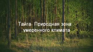 Тайга Природная зона умеренного климата Тайга Природная зона умеренного климата