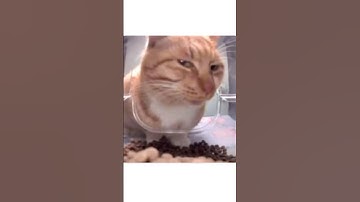 Ranking the Funniest & Cutest Cat Reactions 😹🐾