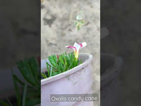 Video: Candy Cane Oxalis բույսերի խնամք - խորհուրդներ Candy Cane Sorrel աճեցնելու համար