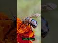 Look at their tongue and body 😱😱😱 #bass #phonk #avee_player #macro #nature #honeybee #bees