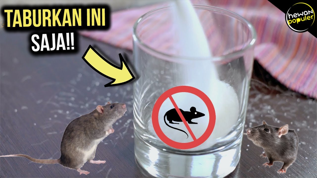 Tikus Rumah Pergi Selamanya, Inilah Cara Mengusir Tikus di Rumah Dengan