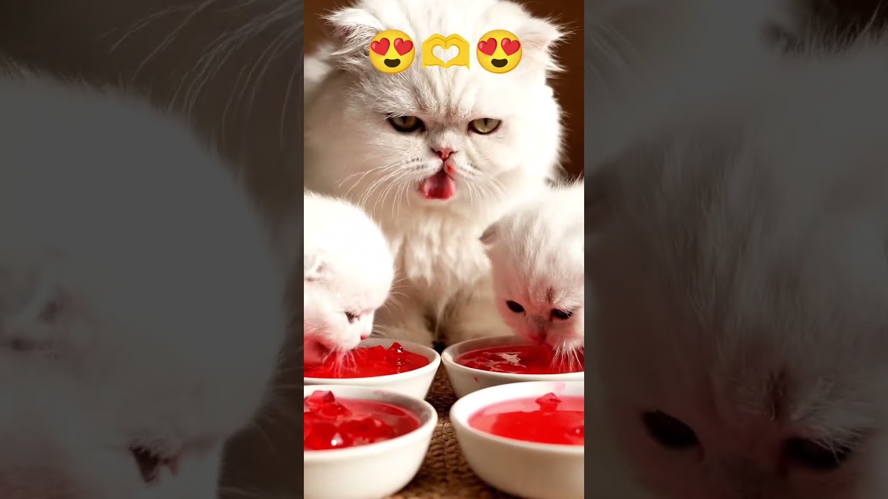 Adorable White Persian cat and Cute Babies 💗💗💗💗💗so sweet cat family 🫶🫶🫶Cute kitty family eat Jelly 😋