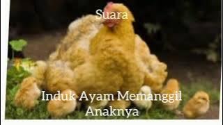 Suara Induk Ayam Memanggil Anaknya