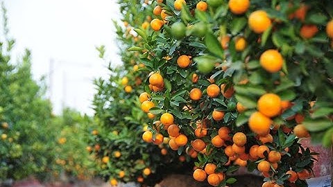 “THỦ PHỦ” QUẤT TỨ LIÊN NHỘN NHỊP VÀO TẾT