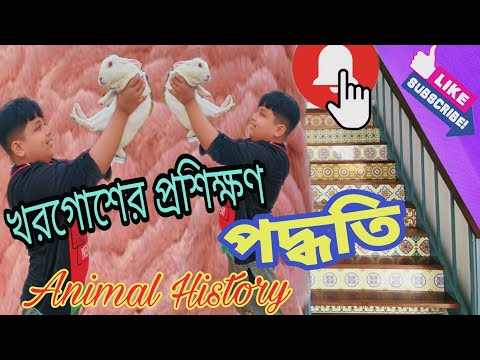 ভিডিও: কিভাবে একটি খরগোশ প্রশিক্ষণ