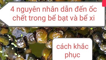 4 nguyên nhân làm ốc nhồi chết trong bể nuôi bạt và bể xi. cách khắc phục.