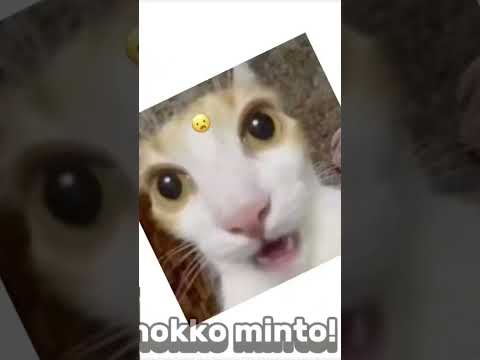 كوتيكوتي تتوفر