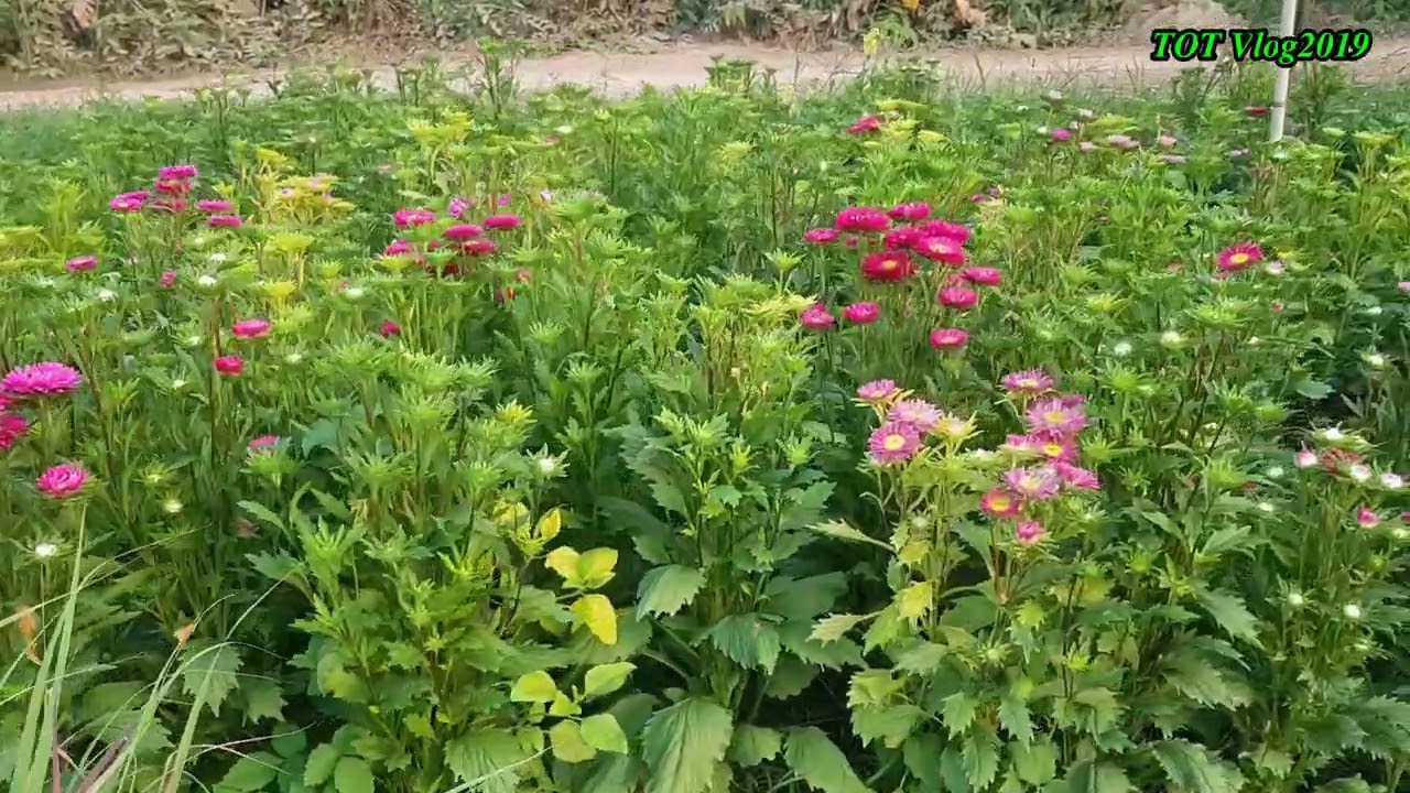 MỘT CÂY HOA CÚC 7 MÀU BẰNG NỮA KG LÚA  TƯƠI , 50 NGÀY TRỒNG CÚC 7 MÀU PHỤC VỤ NGÀY TẾT