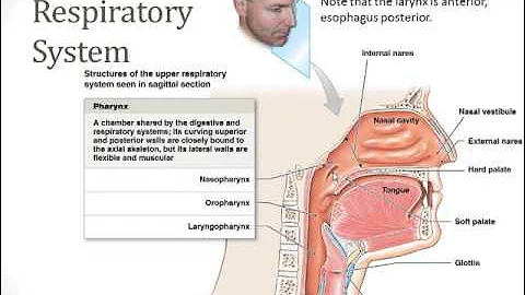 Respiratory System - Part 1