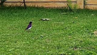 Rare bird - Violet Backed Starling cynniricinclus leucogaster - spotted - Waterfall KZN