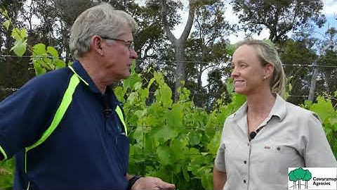 Petiole Sampling and Testing