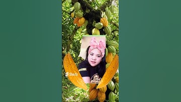 COCOA Fruit Tree KAKAW #shorts #video #shortvideo #amazing #trending #viral #youtubeshorts #yummy