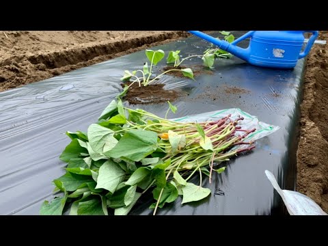 サツマイモ栽培 紅はるか 植え方 5 18 Youtube サツマイモ栽培 紅はるか 植え方 5 18 Youtube