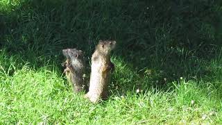 Groundhogs or Prairie Dogs