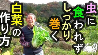 虫に食われずしっかりと巻く白菜の作り方 夏野菜との連続栽培 自然農法 無農薬 無肥料 レシピ動画