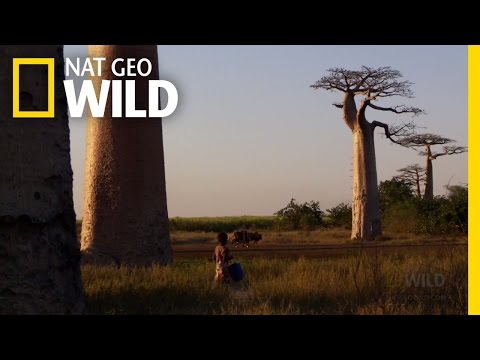 वीडियो: बाओबाब के पेड़ कितने बड़े होते हैं?