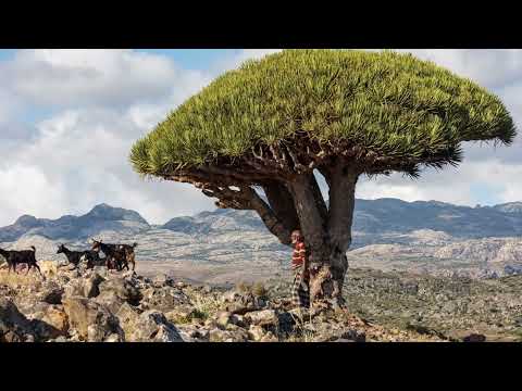 من اناشيد حدائق القلوب فرقة اليرموك اليمن إب