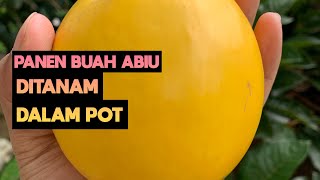 PANEN RAYA BUAH ABIU | SAWO AUSTRALIA DITANAM DALAM POT BUAHNYA LEBAT