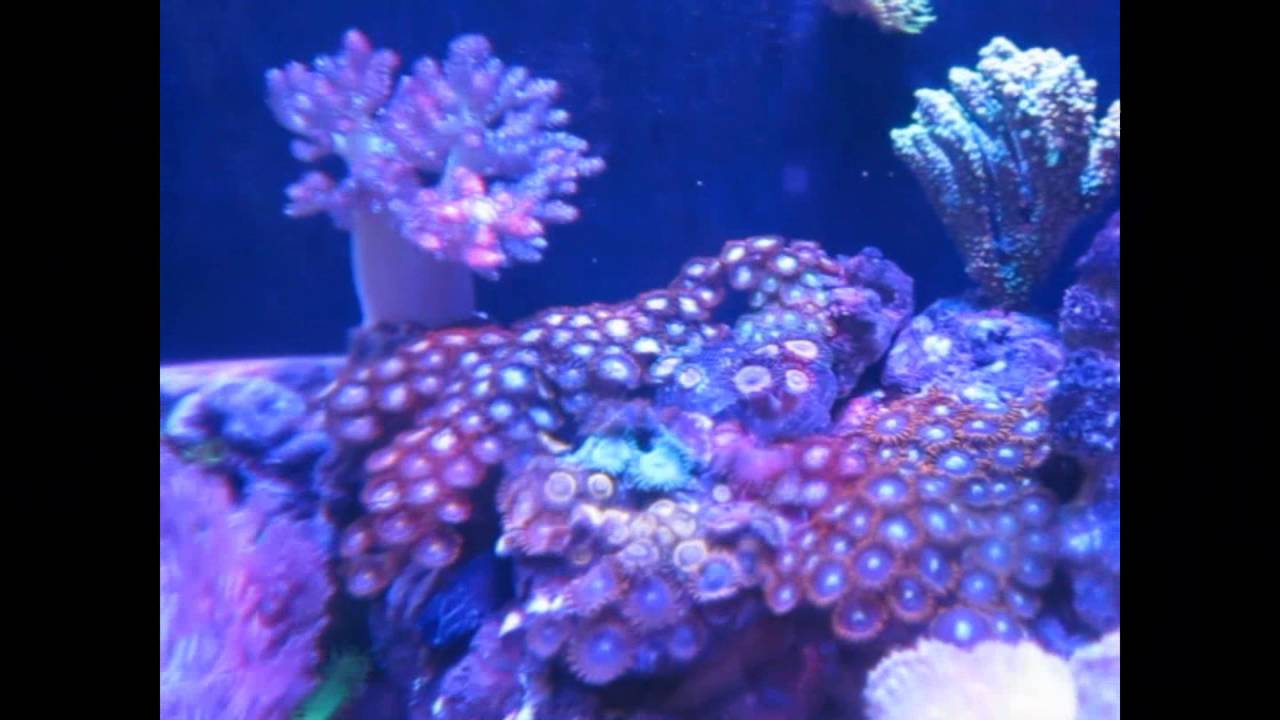 30g nano reef tank
