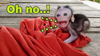 oh no..! baby monkey cutis is crying,.. because of this 1 thing..?