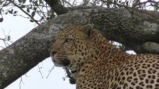 Beautiful Leopard - Maasai Mara, Kenya
