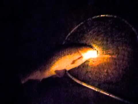 Carp fishing at night 